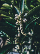 Ojai Lemons. botanical perfume from in house long term tinctures. September 2021