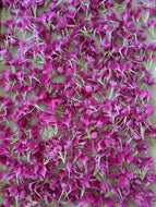 Carnation Enfleurage.