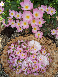 Musk Rose Enfleurage. Scent is of white wines from the Languedoc region, with a dry, tangy, and briny profile like sun-baked sand bearing the impression of dried sea foam. June 2024