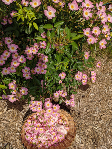 Musk Rose Enfleurage. Scent is of white wines from the Languedoc region, with a dry, tangy, and briny profile like sun-baked sand bearing the impression of dried sea foam. June 2024