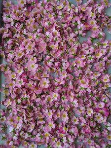 Kunja. Himalayan Musk Rose Soliflore. Single note Rosa brunonii perfume with musk rose enfleurage.