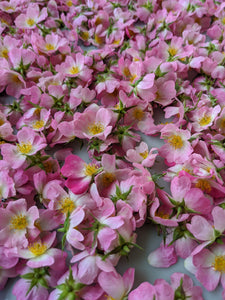 Musk Rose Enfleurage. Scent is of white wines from the Languedoc region, with a dry, tangy, and briny profile like sun-baked sand bearing the impression of dried sea foam. June 2024