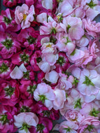 Alba Rose Enfleurage.