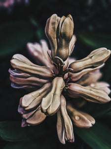 Sonbol (May 2019). Aged Hyacinth Enfleurage Extrait. Organic Hyacinthus orientalis perfume. Biodynamic