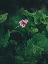 Load image into Gallery viewer, Violet Santal. natural perfume. unabashed sandalwood smoothed by violet leaves