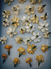 Load image into Gallery viewer, Gandhraj (May 2019). Aged Gardenia jasminoides Enfleurage Extrait. Organic gardenia perfume. Biodynamic