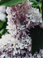 Load image into Gallery viewer, Allerleirauh. lilac enfleurage perfume with apricot, oakmoss, damask rose and white cedar