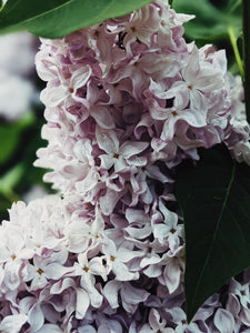 Allerleirauh. lilac enfleurage perfume with apricot, oakmoss, damask rose and white cedar. July 2023