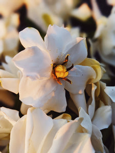 The Pollen Spattered Bride. enfleurage perfume. June 2021