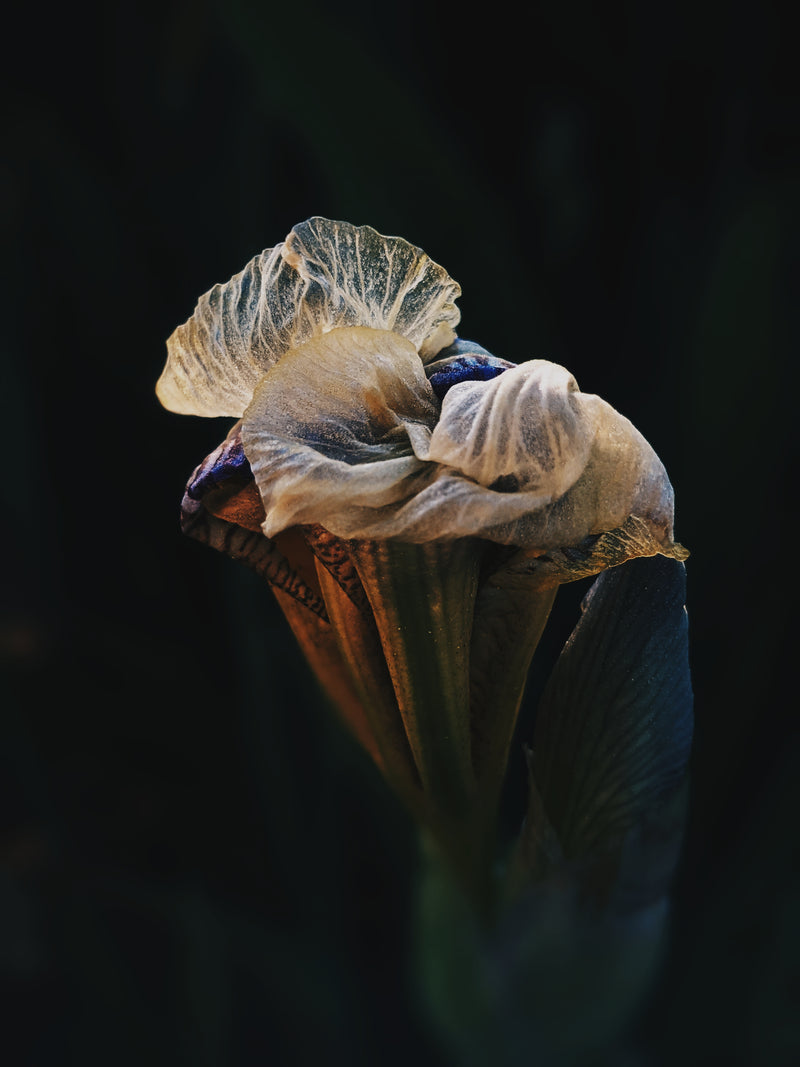 Medea. natural perfume. ancient mediterranean floral amber. inky sea, jasmine, amber & orange blossom tears. July 2026
