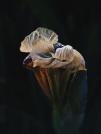 Medea. natural perfume. ancient mediterranean floral amber. inky sea, jasmine, amber & orange blossom tears. July 2026
