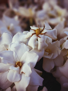 The Pollen Spattered Bride. enfleurage perfume.
