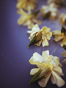 The Pollen Spattered Bride. enfleurage perfume. June 2021