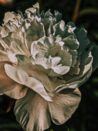 Peony Enfleurage June/July 2018, Central Vermont. Aged.