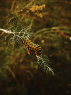Caterpillar. natural perfume. fantasy gourmand fragrance. vanilla-tonka pipe smoke. September 2024