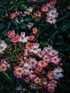 Kunja. Himalayan Musk Rose Soliflore. Single note Rosa brunonii perfume with musk rose enfleurage.