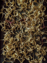 Load image into Gallery viewer, Suikazura (June 2021). Pink and Yellow Honeysuckle Enfleurage Extrait. Organic honeysuckle perfume. Biodynamic