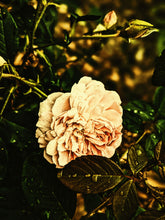 Load image into Gallery viewer, Leather Damask. natural perfume. tanned rose skin wallpaper scent.
