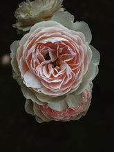 Load image into Gallery viewer, Everlasting. natural perfume. helichrysum and rose romance. moss, clary sage, palo santo