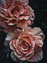 Load image into Gallery viewer, Rose Jacket. natural perfume. a coat of roses for yellowjacket season. Ausugt 2021