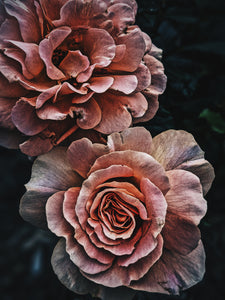 Rose Jacket. natural perfume. A coat of roses for yellowjacket season. Ausugt 2021