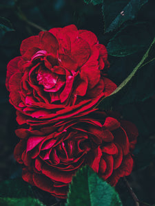 Rose Jacket. natural perfume. A coat of roses for yellowjacket season.