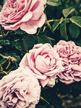 Load image into Gallery viewer, Rose Jacket. natural perfume. A coat of roses for yellowjacket season.