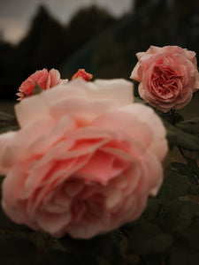 June Flower. Co-Enfleurage of White Peonies, Gardenia Jasminoides, Star Jasmine, Damask and Alba Roses.