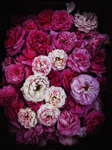 Rose Red. natural perfume. moroccan rose's juicy petals with white sage dust. lapsang souchong smoke, naga resin, dominican sage.