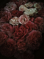 Rose Red. natural perfume. moroccan rose's juicy petals with white sage dust. lapsang souchong smoke, naga resin, dominican sage. May 2023