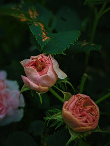 Everlasting. natural perfume. helichrysum and rose romance. moss, clary sage, palo santo