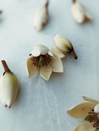 Banana Magnolia Enfleurage.