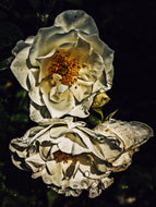 Everlasting. natural perfume. helichrysum and rose romance. moss, clary sage, palo santo. March 2023