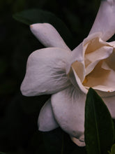 Load image into Gallery viewer, Gandhraj (July 2019). Aged Gardenia jasminoides Enfleurage Extrait. Organic gardenia perfume. Biodynamic