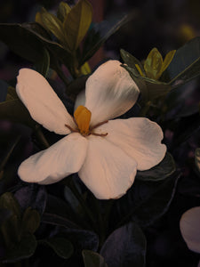 Kalilava. enfleurage perfume. gardenia & sweet incense tree enfleurage, lotus flower, nag champa smoke enfleurage, frankincense.