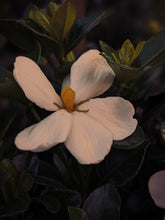 Load image into Gallery viewer, Gardenia, Wild Poplar Bud and Bushman Candle Enfleurage.