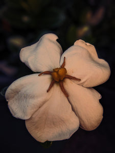 Gardenia and Civet Enfleurage.