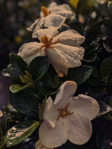 Kalilava. enfleurage perfume. gardenia & sweet incense tree enfleurage, lotus flower, nag champa smoke enfleurage, frankincense. July 2022