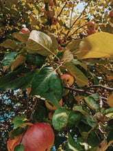 Load image into Gallery viewer, Mălum Mālum. an adult apple scent for The Fall. September 2021