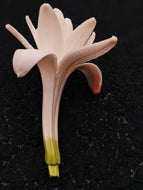 Omixochitl (October 2025). Tuberose Enfleurage Extrait. Organic tuberose perfume. Biodynamic