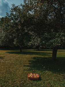 Mălum Mālum. an adult apple scent for The Fall.