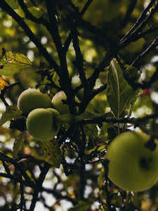Mălum Mālum. an adult apple scent for The Fall.