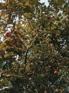 Mălum Mālum. an adult apple scent for The Fall. September 2021