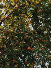 Load image into Gallery viewer, Mălum Mālum. an adult apple scent for The Fall. September 2021