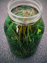 Load image into Gallery viewer, Grass. Natural perfume fixative by Wild Veil. Grassy base notes.