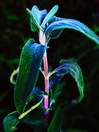 Camphora. limited edition botanical perfume from garden grown tinctures. camphor basil, cistus, white sage, baja sage, black sage, patchouli. September 2021