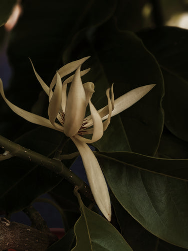 Solar Lotus ☉ natural perfume. leonine pink lotus sun. radiant helichrysum. fossilized amber, oud and agarwood attar. shala tree sunburn. November 2025