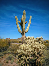 Load image into Gallery viewer, The Dunes. natural perfume. cactus flowers, sun-baked wood, sage, lavender, camphor