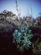Aura Apiana. White Sage Soliflore. August 2022