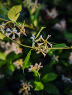 Greenwave. enfleurage perfume. basil headlights, citrus laundry and white palms. June 2021